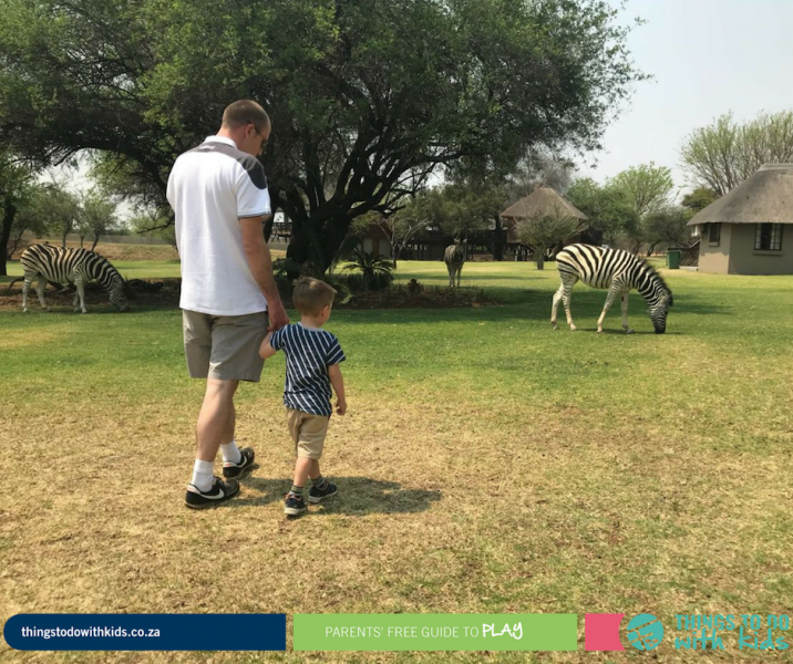 Zebras_at_Mongena_Lodge
