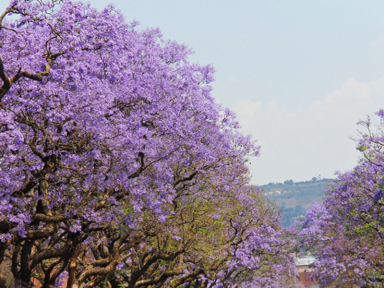 Pretoria blog