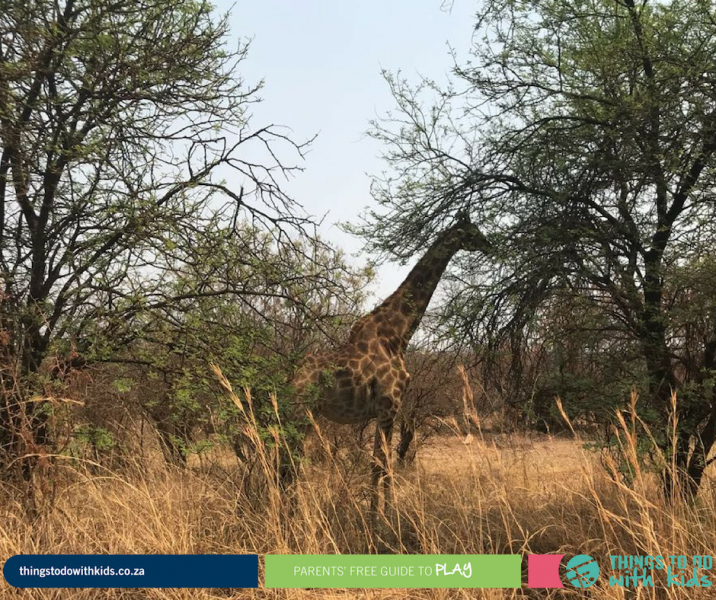 Dinokeng_Giraffe