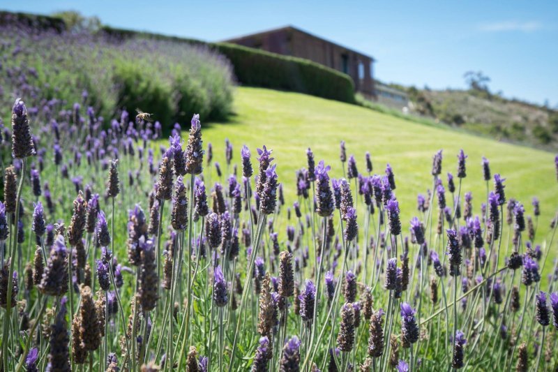 Almenkerk_Wine_Estate