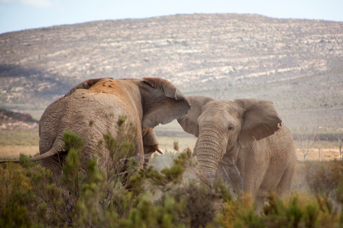 Aquila_Private_Game_Reserve_Tousriver