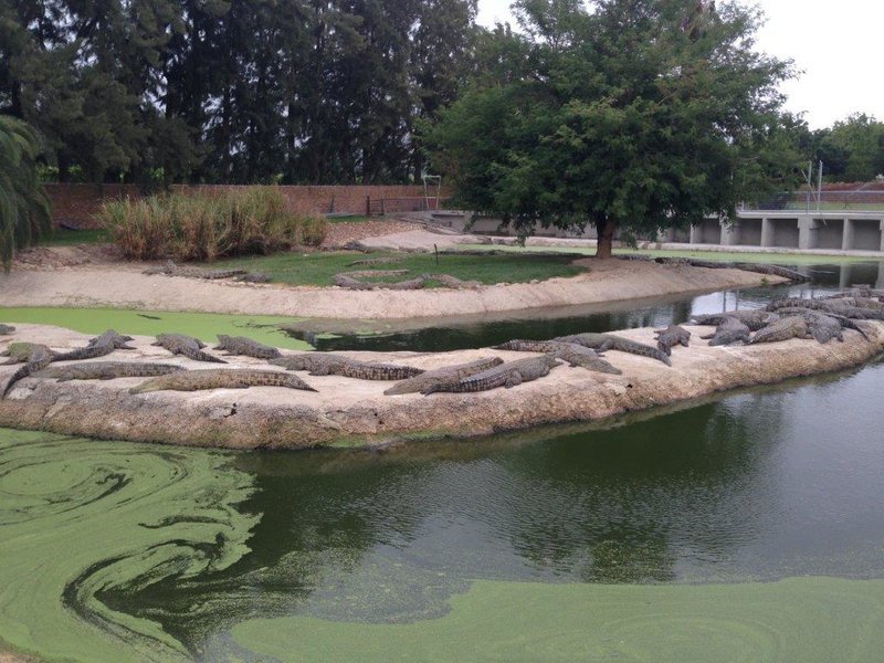 Le_Bonheur_Crocodile_Farm