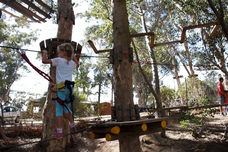 Acrobrach_Tree_Top