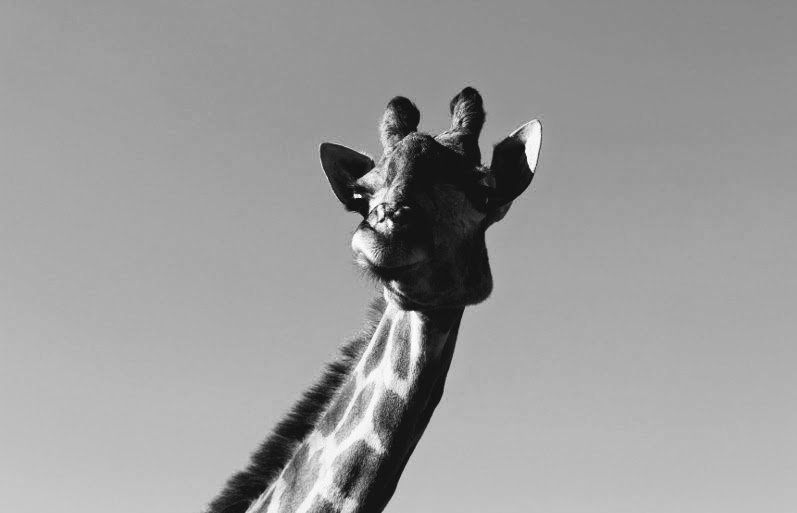 Melozhori_Private_Game_Reserve_Bonnievale