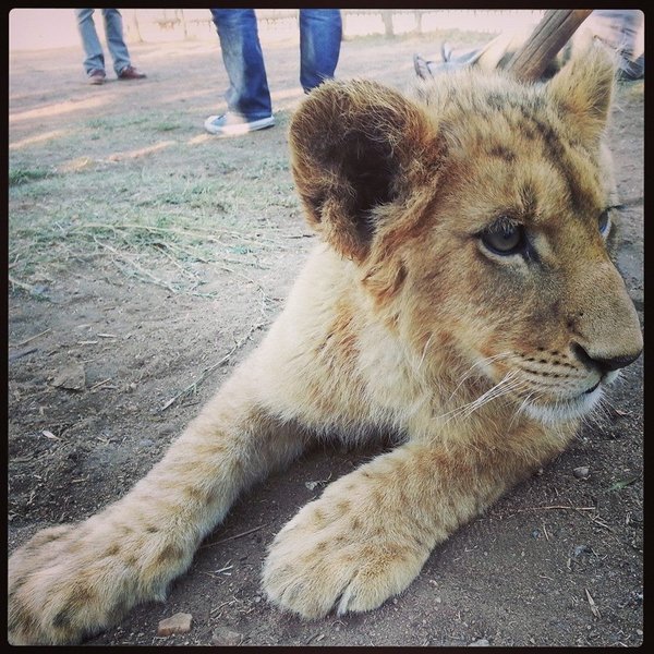 Lion_And_Safari_Park