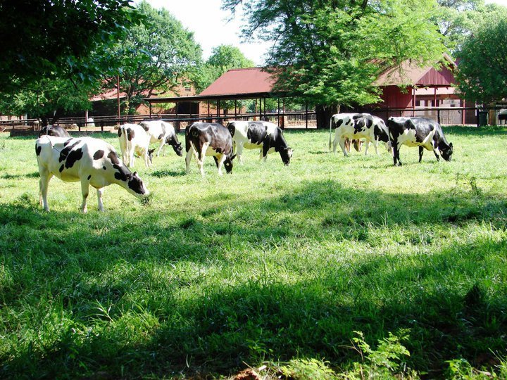 Irene_Dairy_Farm