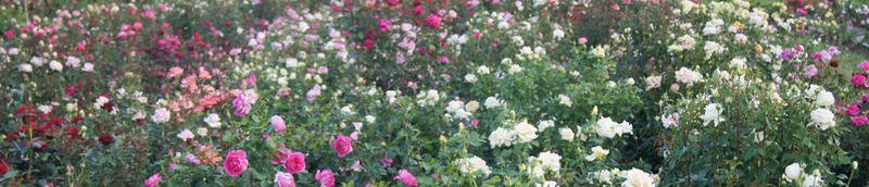 The_Rose_Kitchen