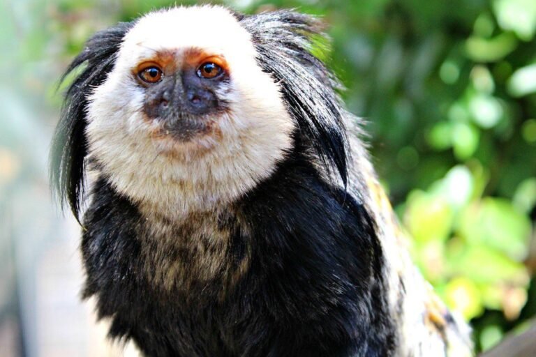 Main_Monkey