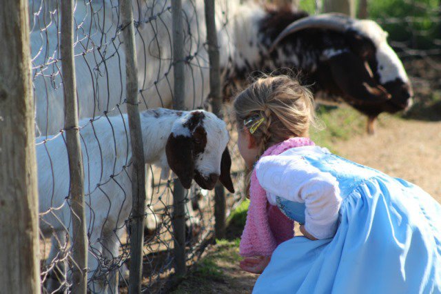 animals_to_feed_Rooihuis