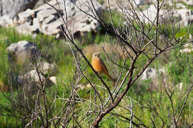 bird_picnicsJ