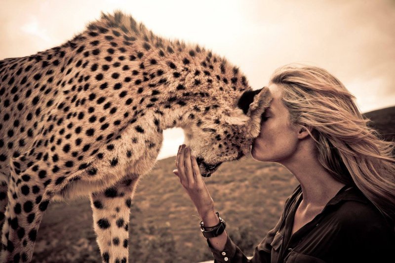 cheetah