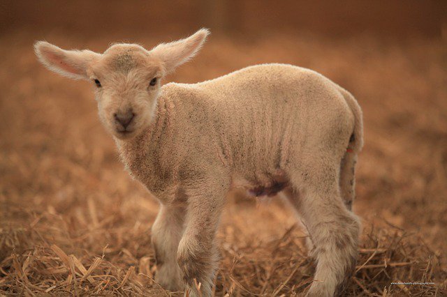 Arolela guest farm_lamb