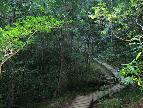 Newlands_Forest_Newlands