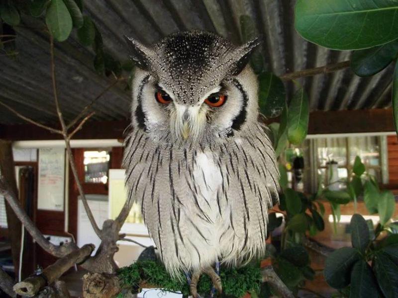 Owl_Wildlife rehabilitation_at_Spier