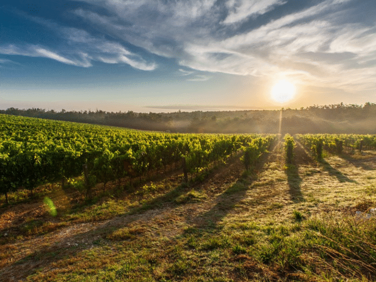 Main_5_Wine_Farms