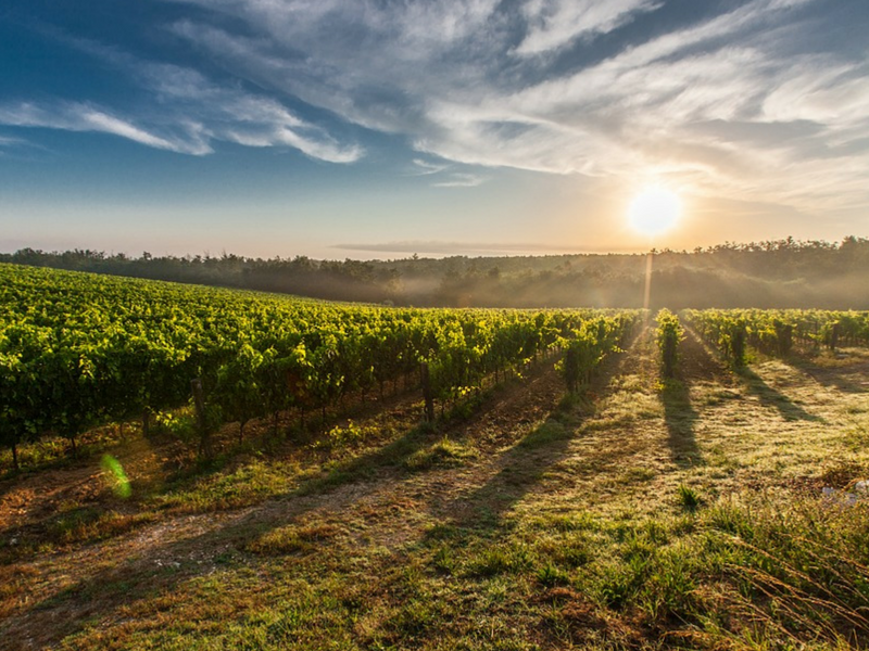 Main_5_Wine_Farms
